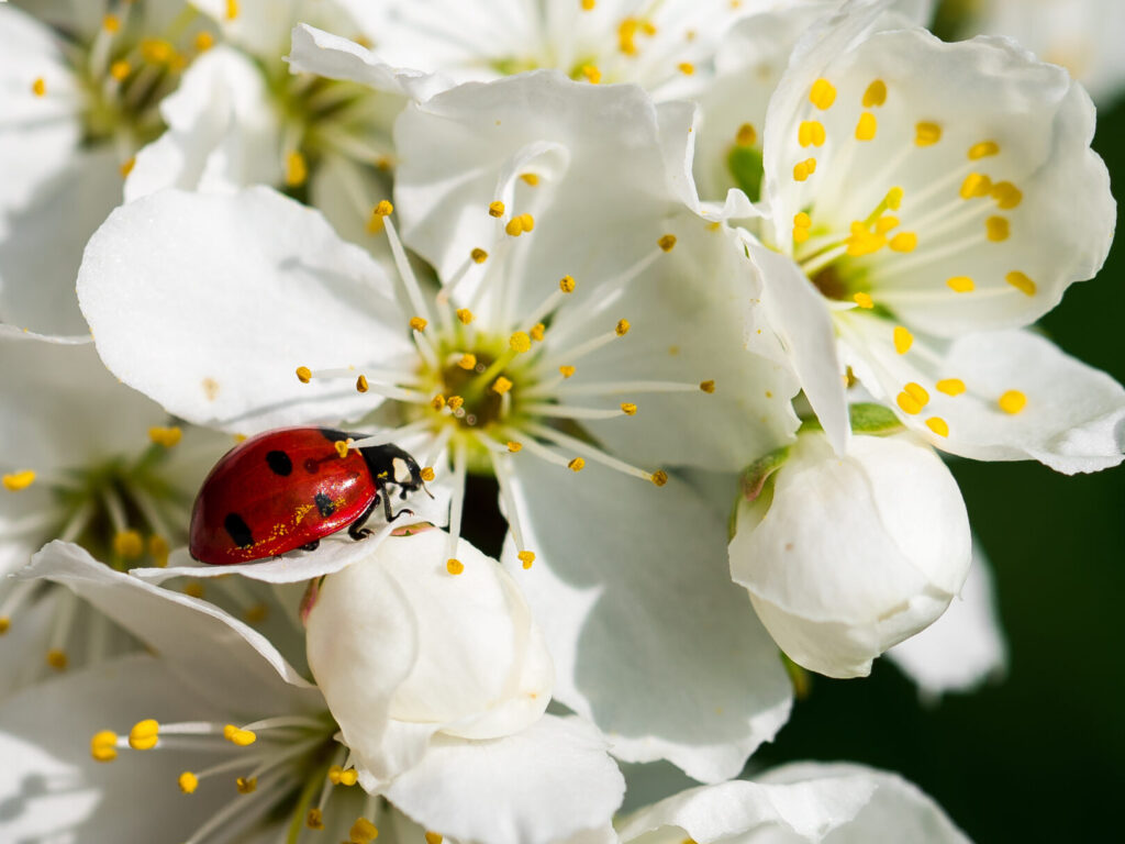 Natur
